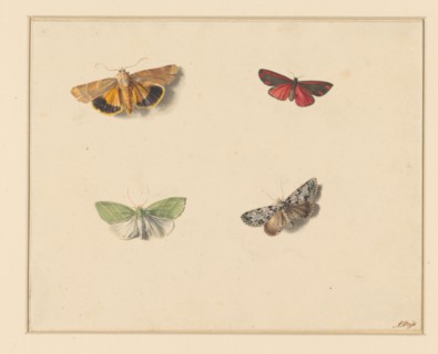 Four butterflies, 1811-1851. Creator: Anton Weiss.