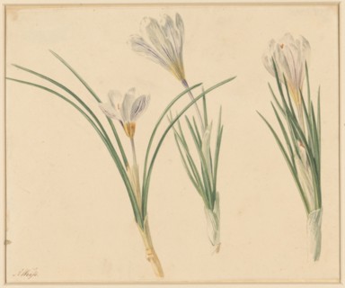 Three studies of crocuses, 1811-1851. Creator: Anton Weiss.