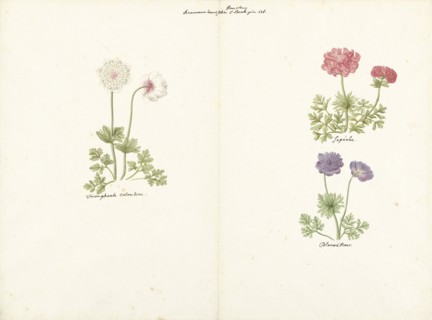 Three studies of anemones, 1760-1769. Creator: C. Baak.