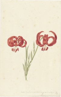 Red Lily, 1728. Creator: Catharina Lintheimer.
