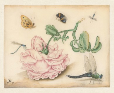A Rose and Five Insects, 1618. Creator: Christoffel van den Berghe.