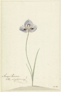 Iris, 1741-1795. Creator: Cornelis van Noorde.