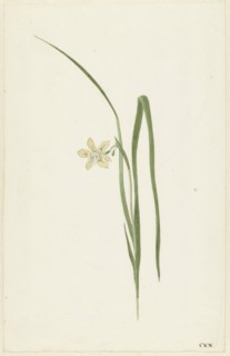 Iris, 1741-1795. Creator: Cornelis van Noorde.