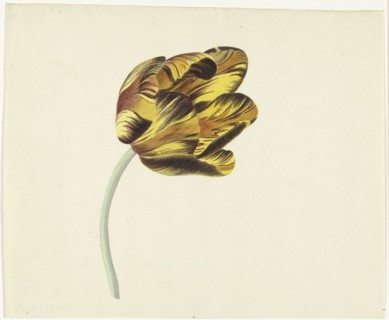 Tulip called Bizard Phoenix, 1741-1795. Creator: Cornelis van Noorde.