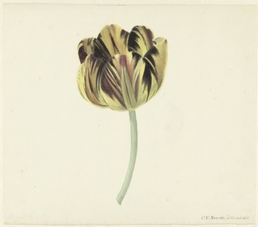 Tulip called Bizard Rosette, 1741-1795. Creator: Cornelis van Noorde.