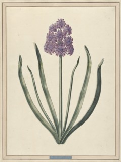 Hyacinth (Charmante Violet), 1735. Creator: F. Wijandt.