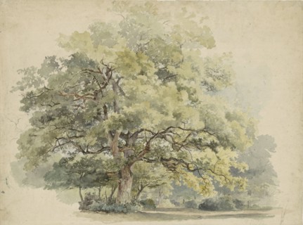 Tree study, 1819-1887. Creator: George Andries Roth.