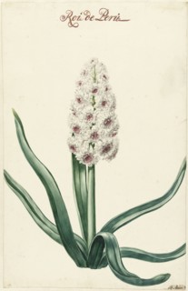 White hyacinth, 1720-1729. Creator: Hendrik Budde.