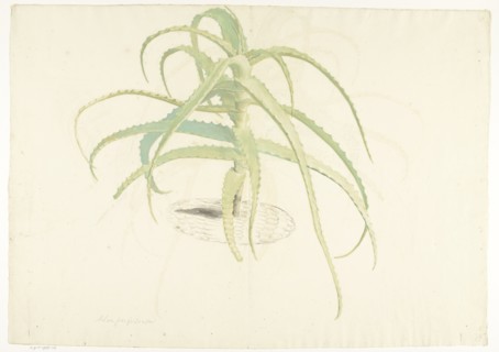 Aloe perfoliata, 1619-1685. Creator: Herman Saftleven the Younger.
