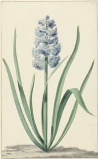 The blue hyacinth Franciscus Primus, 1762. Creator: Jan Augustini.