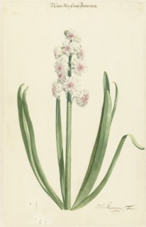 The pinkish white hyacinth Crown of Great Britain, 1751. Creator: Jan Augustini.