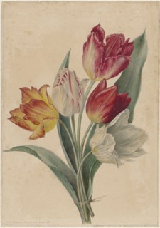Bouquet of Tulips, 1831-1900. Creator: Jan Jacob Goteling Vinnis.
