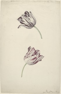 Two Red-and-white Tulips, 1744-1805. Creator: Jan Jansz. van der Vinne.