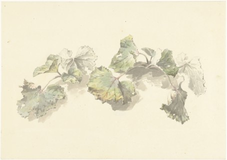 Study of leaves, 1787-1847. Creator: Josephus Augustus Knip.
