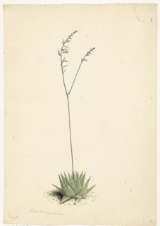 Flowering Aloe, 1668-1729. Creator: Vincent Laurentz van der Vinne I.