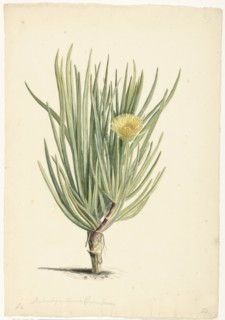 Narrow-leaved Iceplant in Bloom, 1668-1729. Creator: Vincent Laurentz van der Vinne I.