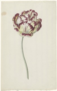 Tulip, 1783-1850. Creator: Louis Moritz.
