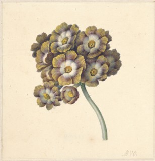 Flower study, 1790-1862. Creator: Maria Margrita van Os.
