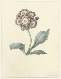 Flower study, 1823. Creator: Maria Margrita van Os.