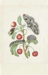 Metamorphosis of a Small Emperor Moth, after 1679. Creator: Workshop of Maria Sibylla Merian.