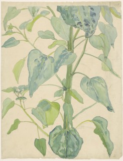 Stalk and Leaves of a Sunflower, 1874-1918. Creator: Martinus van Andringa.