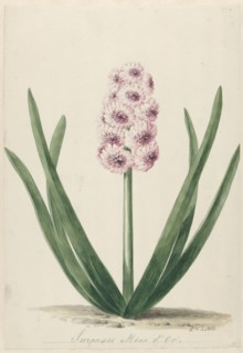 Hyacinth called Surpasse Mine d'Or, 1745-1784. Creator: Pieter van Loo.