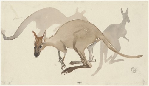 Kangaroos, 1873-1917. Creator: Theo van Hoytema.