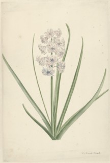 White-light blue hyacinth, 1746-1811. Creator: Vincent Jansz. van der Vinne.