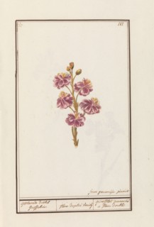 Wallflower (Erysimum cheiri), 1790-1799. Creator: Jan Garemijn.