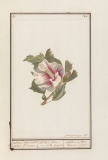 Hibiscus (Hibiscus syriacus), 1790-1799. Creator: Jan Garemijn.