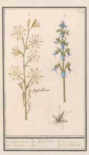 Asphodel (Asphodelus) and Rough bellflower (Campanula trachelium), 1596-1610. Creators: Anselmus de Boodt, Elias Verhulst.