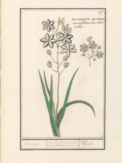 Asphodel (Asphodelus), 1596-1610. Creators: Anselmus de Boodt, Elias Verhulst.