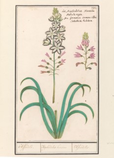 Asphodel (Asphodelus), 1596-1610. Creators: Anselmus de Boodt, Elias Verhulst.