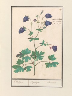 Columbine (Aquilegia), 1596-1610. Creators: Anselmus de Boodt, Elias Verhulst.