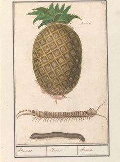Pineapple (Ananas comosus) with a centipede and a millipede, 1596-1610.  Creators: Anselmus de Boodt, Elias Verhulst.