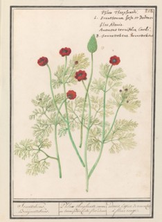 Anemone, 1596-1610.  Creators: Anselmus de Boodt, Elias Verhulst.