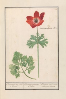 Anemone, 1596-1610.  Creators: Anselmus de Boodt, Elias Verhulst.