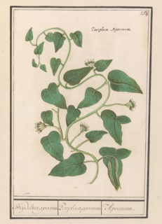 Apocynum, 1596-1610. Creators: Anselmus de Boodt, Elias Verhulst.