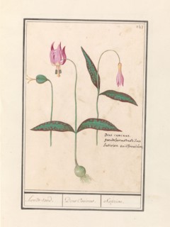 Dog Tooth (Erythronium dens-canis), 1596-1610. Creators: Anselmus de Boodt, Elias Verhulst.