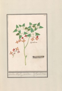 Fairy flower (Epimedium alpinum), 1596-1610. Creators: Anselmus de Boodt, Elias Verhulst.
