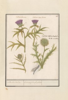Thistle (Carduus) and Artichoke (Cynara cardunculus), 1596-1610. Creators: Anselmus de Boodt, Elias Verhulst.