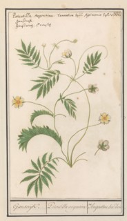 Potentilla, 1596-1610.  Creators: Anselmus de Boodt, Elias Verhulst.