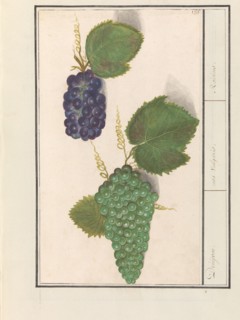 Grape (Vitis vinifera), 1596-1610. Creators: Anselmus de Boodt, Elias Verhulst.