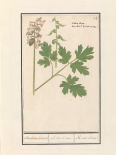 Hollow root (Corydalis cava), 1596-1610. Creators: Anselmus de Boodt, Elias Verhulst.