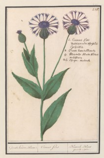 Large centaury (Centaurea scabiosa), 1596-1610. Creators: Anselmus de Boodt, Elias Verhulst.