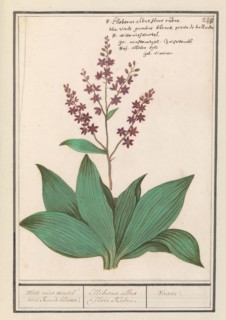 Black hellebore (Veratrum nigrum), 1596-1610. Creators: Anselmus de Boodt, Elias Verhulst.