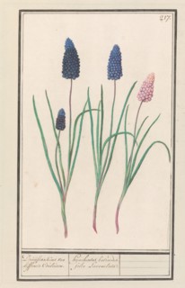 Grape hyacinths (Muscari botryoides), 1596-1610. Creators: Anselmus de Boodt, Elias Verhulst.