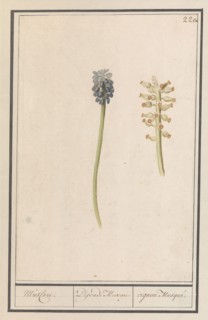 Grape hyacinths (Muscari botryoides), 1596-1610. Creators: Anselmus de Boodt, Elias Verhulst.