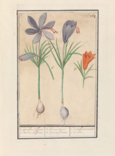 Saffron crocus (Crocus sativus), 1596-1610. Creators: Anselmus de Boodt, Elias Verhulst.