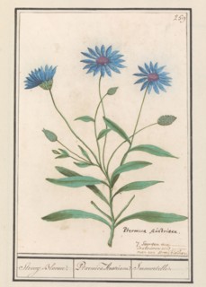 Blue Strawflower (Catananche caerulea), 1596-1610. Creators: Anselmus de Boodt, Elias Verhulst.